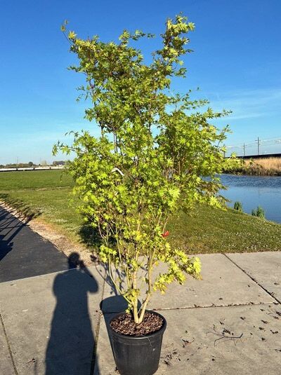 Goldahorn 'Jordan' - Acer shirasawanum 'Jordan'