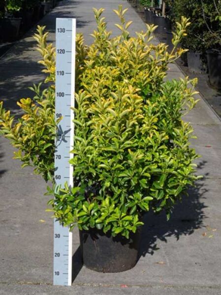 Japanischer Spindelstrauch 'Aureus' (Euonymus japonicus) im Topf, gelbgrünes Laub, Höhe ca. 80–100 cm (C35)