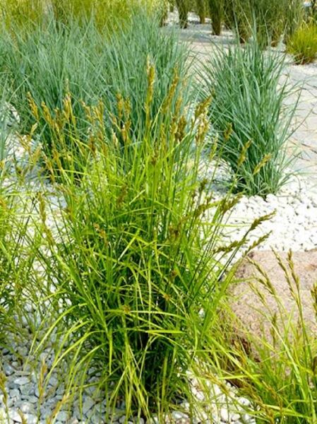 Palmwedel-Segge / Carex muskingumensis