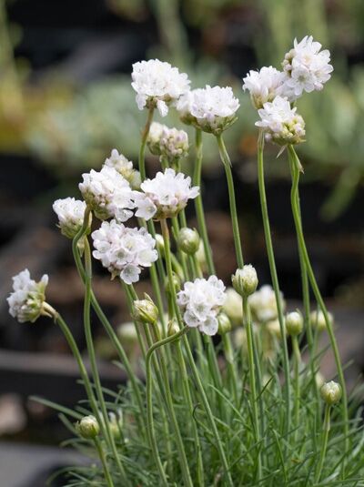 Grasnelke 'Morning Star White' / Armeria maritima 'Morning Star White'