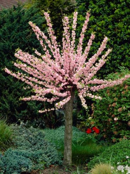 Prunus triloba Stämmchen / Mandelbäumchen