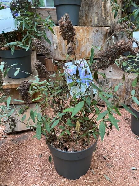 Zwerg-Sommerflieder Buddleja 'Buzz® Midnight' mit violettem Blütenstand und grünen, länglichen Blättern.
