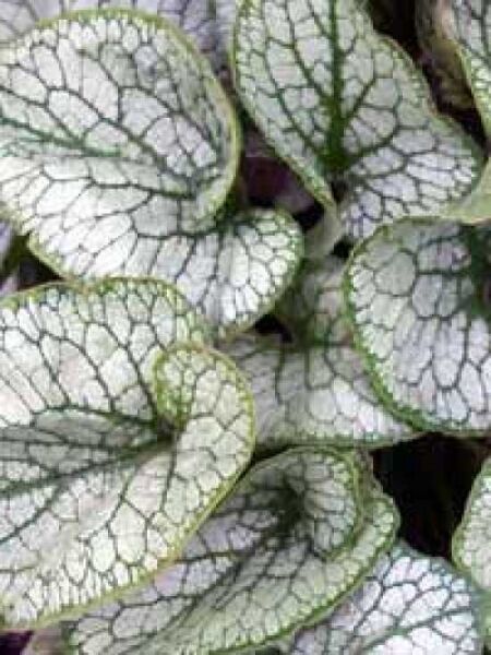 Silberiges Garten-Vergissmeinnicht 'Jack Frost ®' / Brunnera macrophylla 'Jack Frost ®'