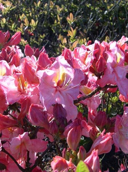 Sommergrüne Azalee 'Raimunde' / Azalea luteum 'Raimunde'