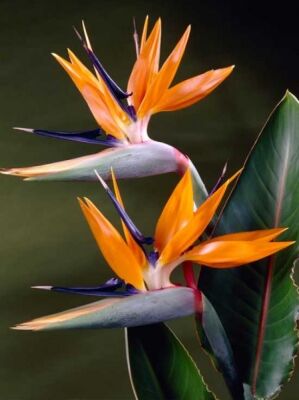 Paradiesvogelblume / Knigs-Strelitzie - Strelitzia reginae - Baumschule  NewGarden