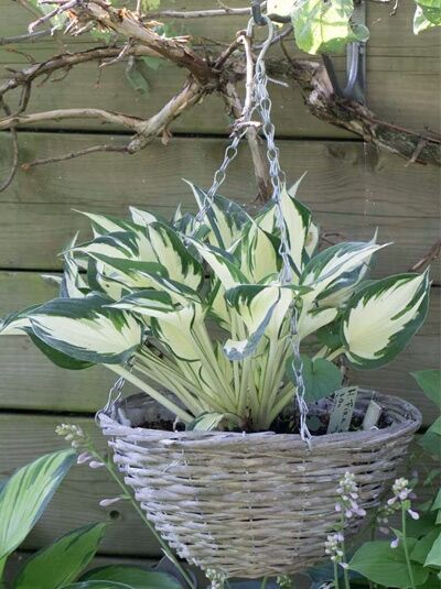 Garten-Funkie 'Fire and Ice' / Hosta 'Fire and Ice'