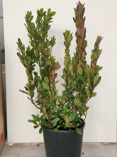 Rotblühender Erdbeerbaum 'Rubra' / Arbutus unedo 'Rubra'