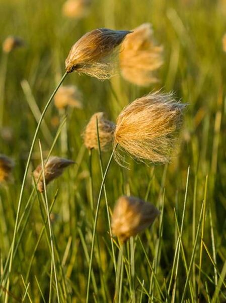 Sibirisches Wollgras / Eriophorum russeolum
