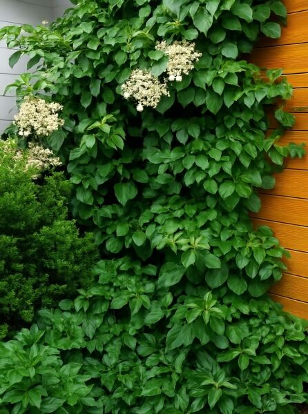 Kletter-Hortensie (Hydrangea anomala petiolaris) mit dichtem grünen Laub und cremeweißen Blütendolden an einer Wand.