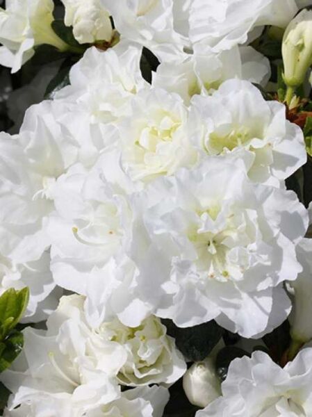 Japanische Azalee 'Schneeperle' / Rhododendron obtusum 'Schneeperle'