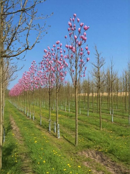 Magnolia soulangiana, Tulpen-Magnolie Hochstamm 14-16 StU mit Drahtballen, Reihe von Bäumen mit rosa Blütenknospen