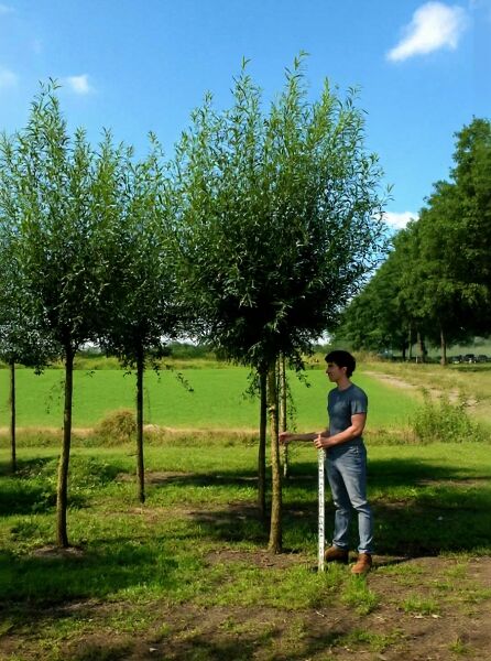 Salix alba 'Belders' (Weiß-Weide/Silber-Weide) Hochstamm 25-30 StU mit dicht verzweigter Krone und schmalen Blättern