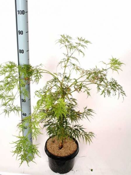 Acer palmatum 'Dissectum', Grüner Schlitz-Ahorn im C4-Topf, 40–50 cm, fein geschlitztes grünes Laub, mehrtriebig.