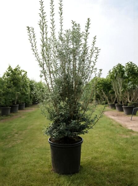 Glockige Prachtglocke (Enkianthus campanulatus) im Topf, ca. 100–125 cm, Container C20, verzweigter Strauch mit grünem Laub.
