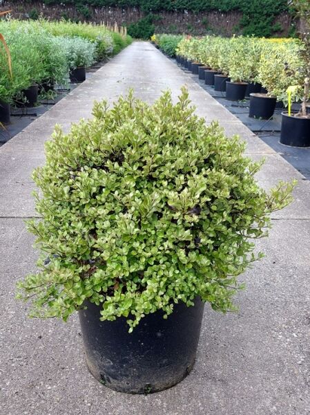 Pittosporum tenuifolium 'Tom Thumb' / Schmalblättriger Klebsame 'Tom Thumb' 50-60 cm (breit) C20, kompakter Strauch im Container
