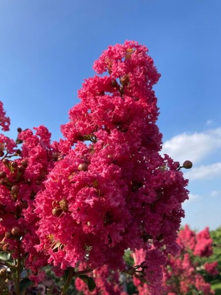Indische Lagerströmie &#039;Tuscarora&#039; / Lagerstroemia indica &#039;Tuscarora&#039;