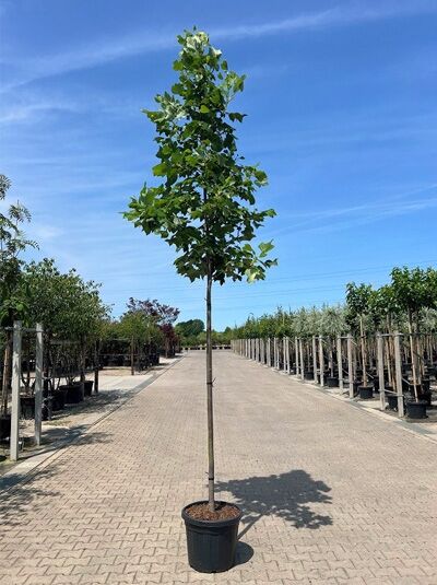 Liriodendron tulipifera / Amerikanischer Tulpenbaum Hochstamm 12-14 StU im Container, schlanker Stamm mit grüner Krone