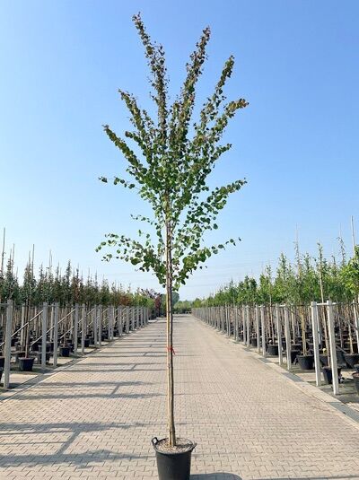Cercidiphyllum japonicum (Judasblatt) Hochstamm 12-14 StU im Container, schlanker Stamm mit aufrechtem Kronenaufbau und Laub
