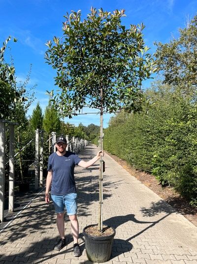 Photinia fraseri / Glanzmispel 'Hochstamm-Spalier' im Container, Stammhöhe ca. 200 cm, Krone als Spalier erzogen