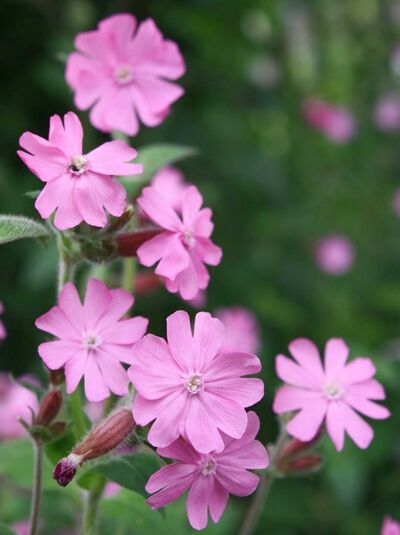 Rote Lichtnelke / Silene dioica