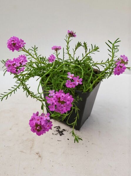 Steintäschel Aethionema armenum 'Warley Ruber' P9 im Topf mit pinken Blütendolden und feinem, grünem Laub