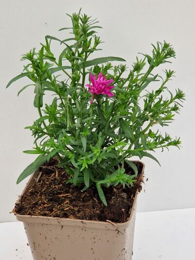 Glattblatt-Aster 'Royal Ruby' / Glattblatt-Aster 'Royal Ruby'