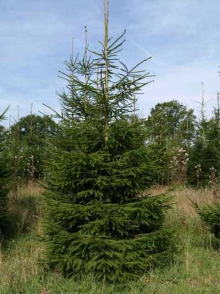 Picea abies (Fichte/Rottanne/Rotfichte) 350–400 cm, m. Db., immergrüner Nadelbaum mit aufrechtem Stamm und kegelförmiger Krone