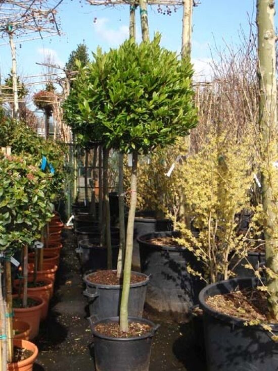 Echter Kchenlorbeer / Edler Lorbeer / Gewrzlorbeer - Laurus nobilis