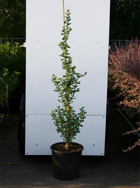Säulen-Fächerblattbaum Ginkgo biloba 'Menhir' 175-200 cm C20, im Topf, schlank aufrecht wachsend mit grünen Blättern