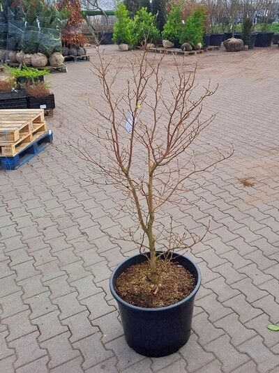 Stewartia pseudocamellia (Japanische Scheinkamelie) im Topf C45, 125-150 cm, laubabwerfender Strauch mit verzweigten Trieben