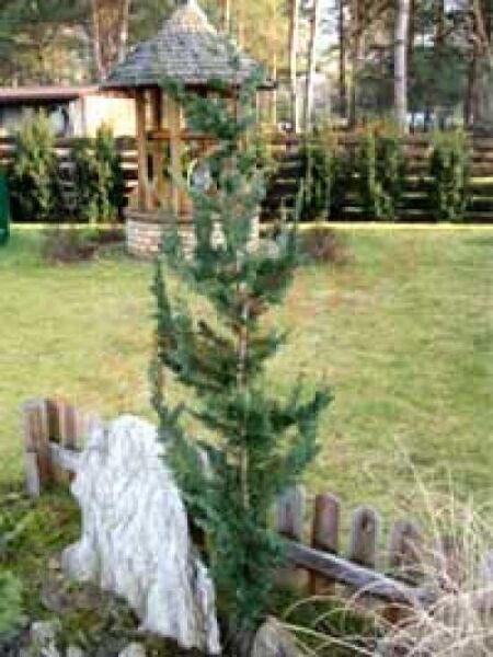Kegel-Zypresse 'Little Spire' / Chamaecyparis lawsoniana 'Little Spire'