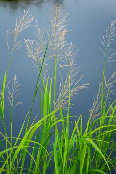 Riesen-Süßgras / Wasserschwaden / Riesen-Süßgras / Wasserschwaden