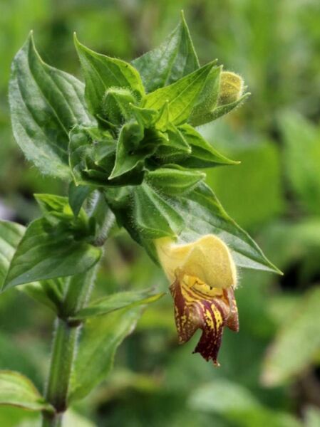 Klebriger Salbei 'Amber' / Klebriger Salbei 'Amber'