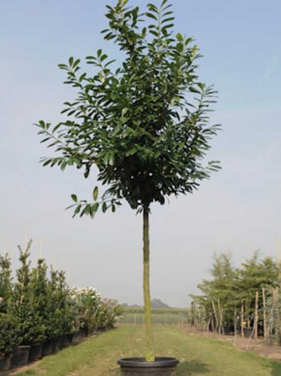 monstera deliciosa gigante 3-5 FT (Bigger) Monstera Deliciosa – Dahing Plants