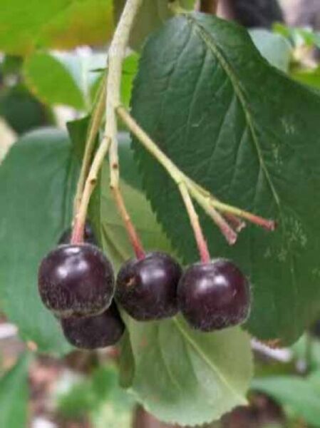 Aronia prunifolia 'Karhumäki' Stämmchen / Schwarze Kulturapfelbeere Karhumäki