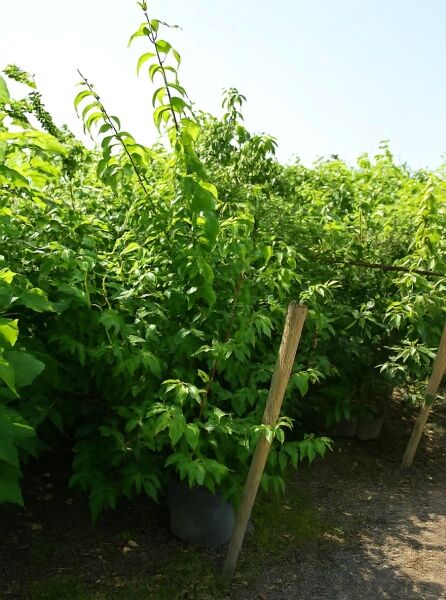 Deutzie „Perle Rose“ (Deutzia hybrida ‚Perle Rose‘), grüner Strauch im Container C20, Höhe 150–175 cm.