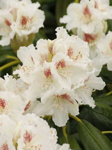 Rhododendron 'P. M. A. Tigerstedt' / Rhododendron brachycarpum 'P. M. A. Tigerstedt' mit weißen Blüten und rötlicher Zeichnung
