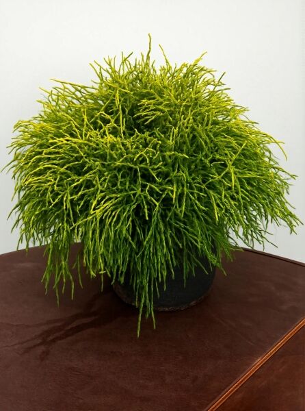 Gelbe Fadenzypresse 'Sungold' (Chamaecyparis pisifera 'Sungold'), buschiger Nadelstrauch im schwarzen Topf, 40–50 cm, C10