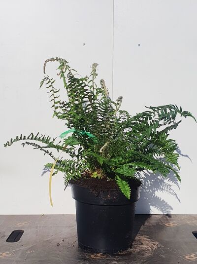 Polystichum munitum (Schwertfarn) im C5-Topf, Farnpflanze mit dunkelgrünen, gefiederten Wedeln.