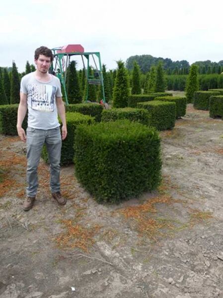 Taxus baccata „Kubus/Quader“ / Heimische Eibe, würfelförmig geschnitten, ca. 80 x 80 x 80 cm, mit Drahtballen.