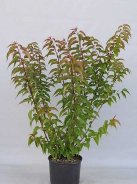 Stachyurus praecox / Japanischer Perlschweif, 150-175 cm, C20, Strauch im Topf mit grünem Laub und rötlichem Austrieb