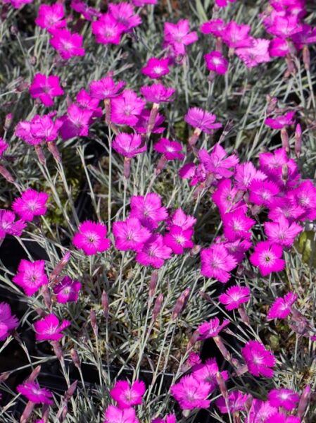 Dianthus gratianopolitanus 'Amaranth' / Pfingst-Nelke