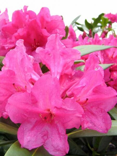 Rhododendron Hybride 'Ursine' / Rhododendron 'Ursine'