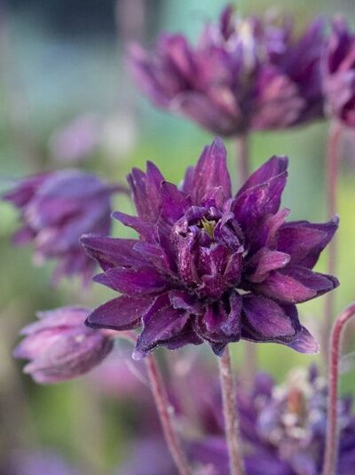 Kurzspornige Akelei 'Clementine Dunkellila' / Aquilegia vulgaris 'Clementine Dunkellila'