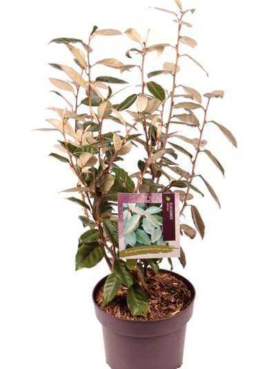 Wintergrüne Ölweide / Elaeagnus ebbingei