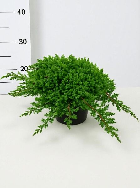Juniperus procumbens 'Nana' / Japanischer Kriech-Wacholder, 30–40 cm breit, C10, dichter grüner Wuchs im Topf