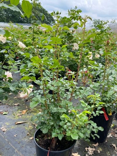Rosa ‘Manora’® / Beetrose ‘Manora’® C5, buschiger Rosenstrauch im Container mit grünem Laub und cremeweißen Blütenknospen