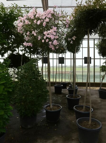 Nerium oleander (Oleander) Hochstamm im Container mit rosaroten Blüten, Stammumfang 10–12 cm