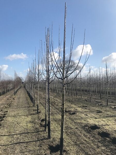 Apfel 'Gloster' / Apfel 'Gloster'