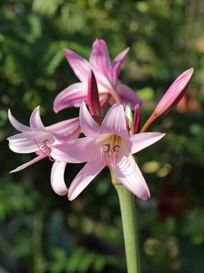 Hakenlilie 'Roseum' / Crinum x powellii 'Roseum'